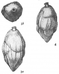 Uvigerina schwageri