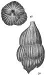 Uvigerina striata