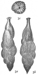 Uvigerina striatula