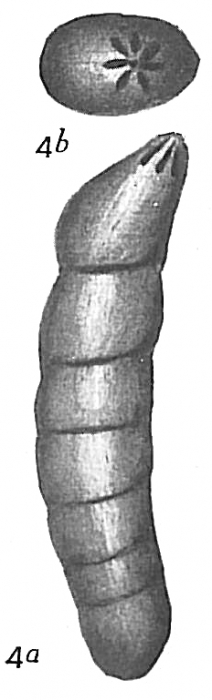 Vaginulina legumen Vaginulina legumen