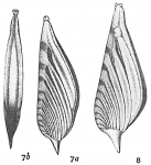 Vaginulina patens