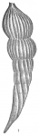 Vaginulina protumida