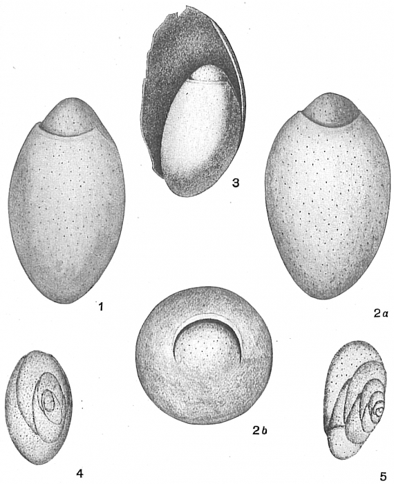Chilostomella ovoidea Chilostomella ovoidea