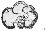 Globigerina aequilateralis