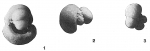 Globigerina aequilateralis