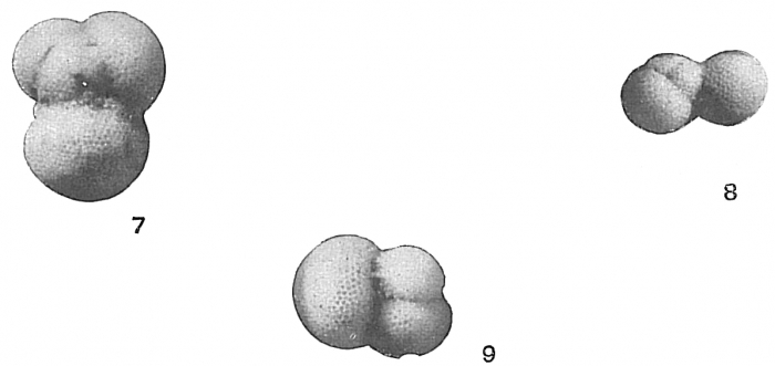 Globigerina bulloides Globigerina bulloides