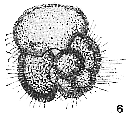Globigerina conglobata Globigerina conglobata