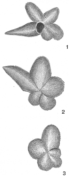 Globigerina digitata Globigerina digitata