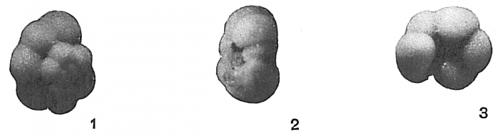 Globigerina dubia Globigerina dubia