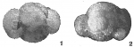 Globigerina helicina
