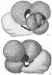 Globigerina sacculifera