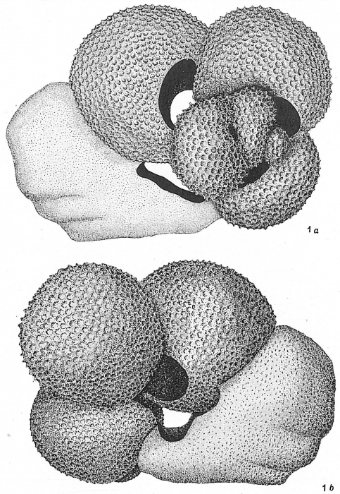 Globigerina sacculifera Globigerina sacculifera