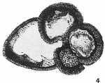 Globigerina sacculifera