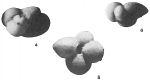 Globigerina sacculifera