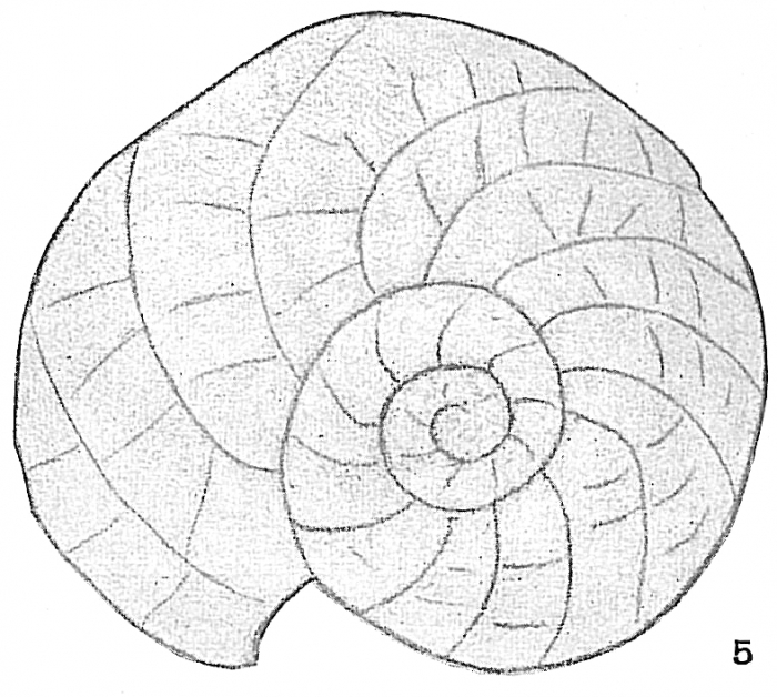 Heterostegina depressa Heterostegina depressa