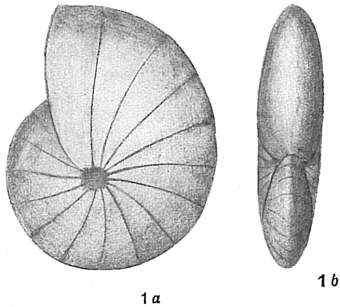 Nonionina boueana Nonionina boueana