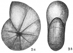 Nonionina depressula
