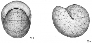 Nonionina pompilioides, author: Cedhagen, Tomas