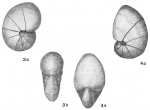 Nonionina scapha