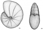 Nonionina stelligera