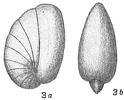 Nonionina turgida Nonionina turgida