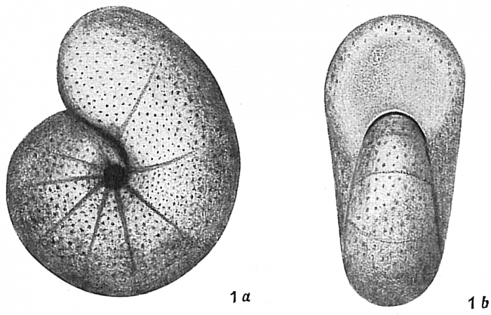Nonionina umbilicatula Nonionina umbilicatula