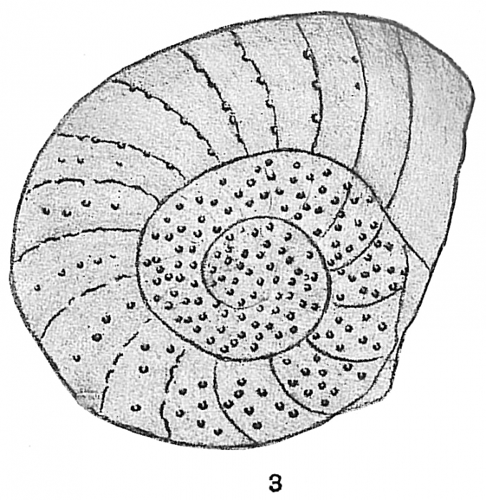 Operculina complanata var. granulosa Operculina complanata var. granulosa