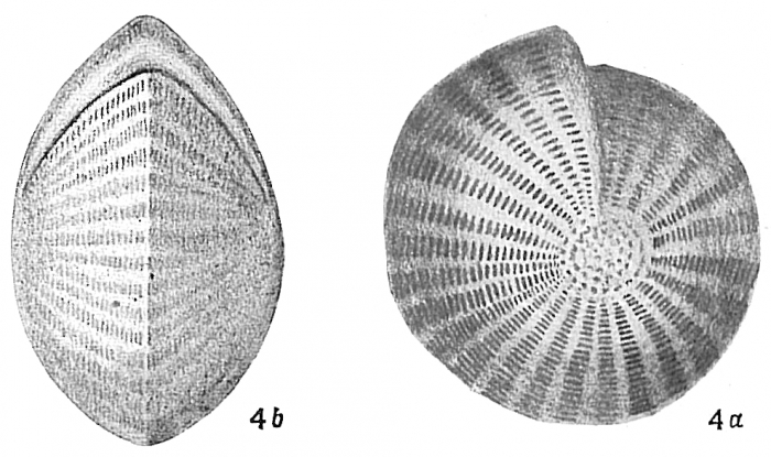 Polystomella craticulata Polystomella craticulata