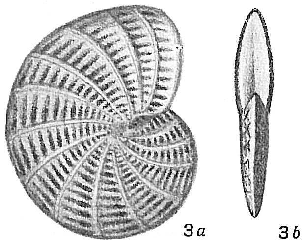 Polystomella macella Polystomella macella