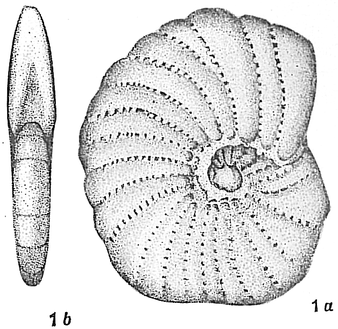 Polystomella sibirica Polystomella sibirica