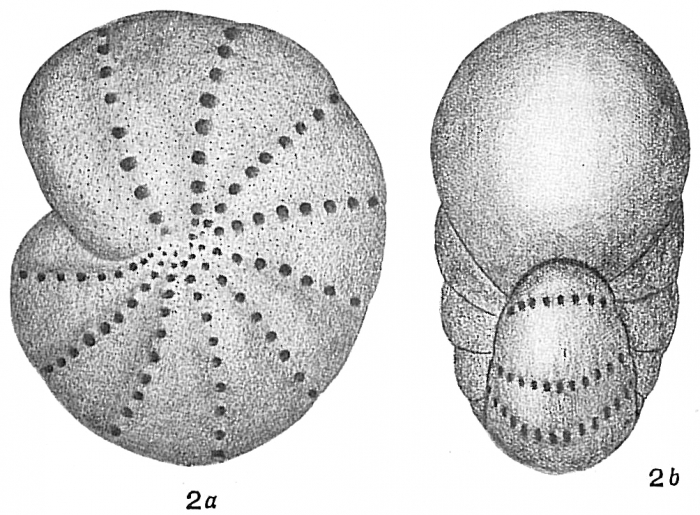 Polystomella striatopunctata Polystomella striatopunctata