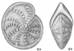 Polystomella subnodosa