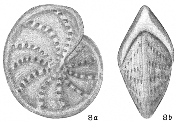 Polystomella subnodosa Polystomella subnodosa