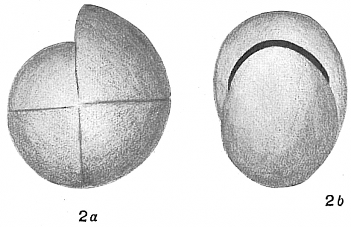 Pullenia sphaeroides Pullenia sphaeroides
