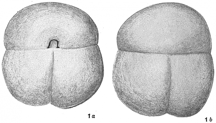 Sphaeroidina bulloides Sphaeroidina bulloides