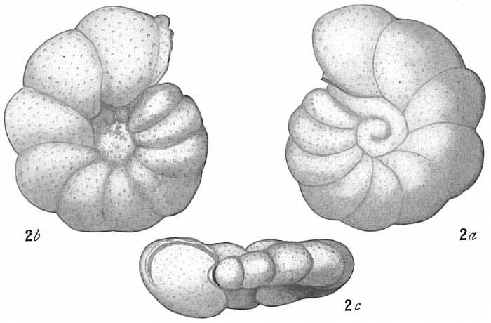 Anomalina ammonoides sensu Cushman Not Reuss Anomalina ammonoides sensu Cushman Not Reuss