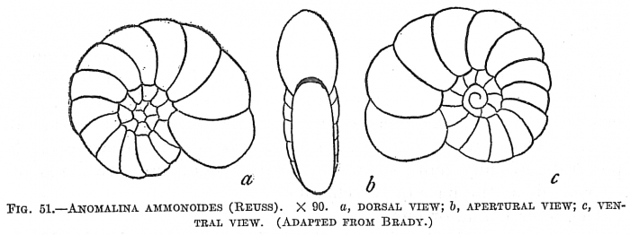 Anomalina ammonoides sensu Cushman Not Reuss Anomalina ammonoides sensu Cushman Not Reuss