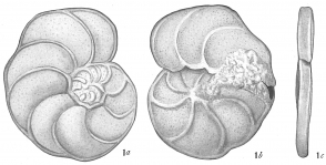 Anomalina ariminensis (d'Orbigny, 1826), author: Cedhagen, Tomas