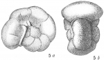 Anomalina coronata