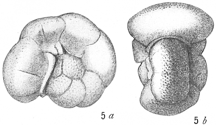 Anomalina coronata Anomalina coronata