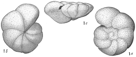 Anomalina grosserugosa, author: Cedhagen, Tomas
