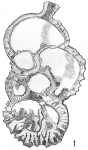 Carpenteria proteiformis
