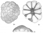 Cymbalopora poeyi bradyi