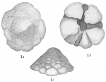 Cymbalopora poeyi