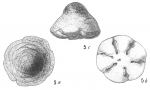 Cymbalopora poeyi