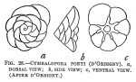 Cymbalopora poeyi
