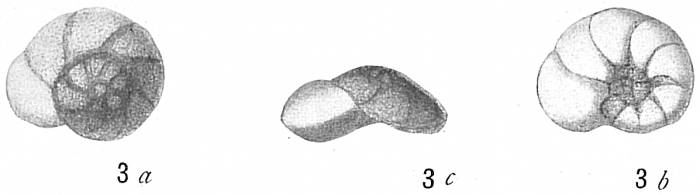 Discorbis araucana Discorbis araucana