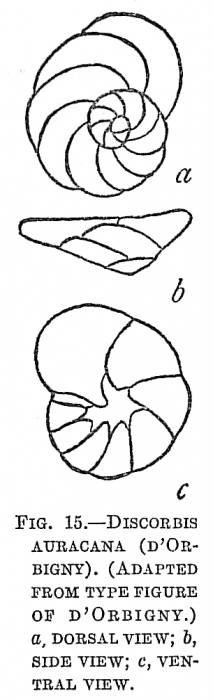 Discorbis araucana Discorbis araucana