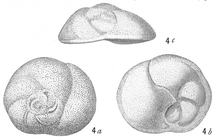 Discorbis globularis Discorbis globularis