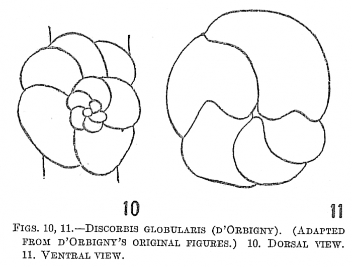 Discorbis globularis Discorbis globularis